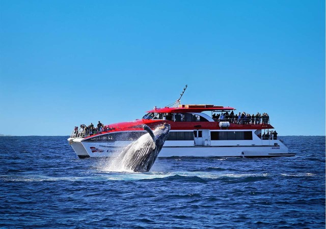 Visit Sydney Whale Watching Cruise in Miyajima