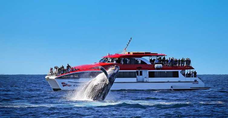 Sydney: Croazieră de observare a balenelor