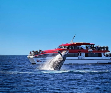 Sydney: Whale Watching Cruise Experience