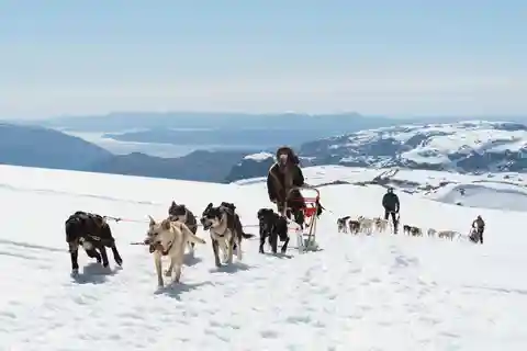 Norway: Half Day Dog Sledding on the Folgefonna Glacier