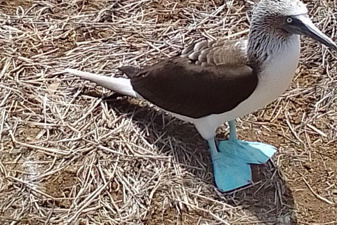 Quito: Galapagos Islands 4-Day Tour with Flights