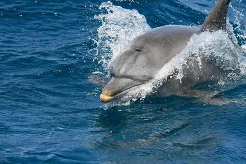 Excursión a la isla Wasini