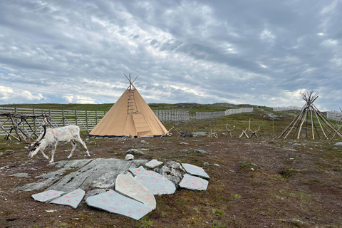 Guided Tour - Meet Reindeer in Hammerfest