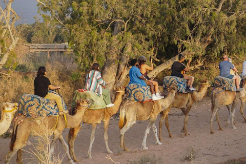 Agadir: Camel Ride by Souss River with Hotel Pickup
