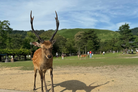 Nara : Visite guidée à pied avec le Grand Bouddha et les daims(5h)