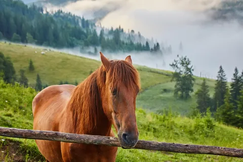 1 giorno di avventura a cavallo nei monti Borjomi