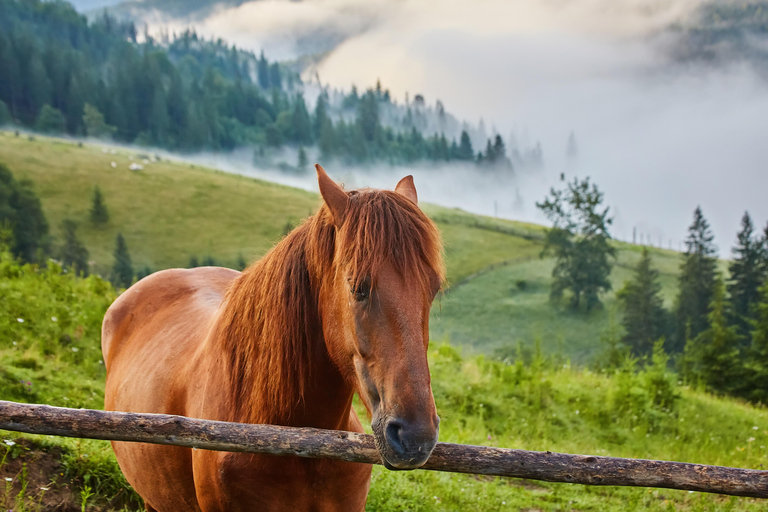 1 giorno di avventura a cavallo nei monti Borjomi1 giorno di avventura a cavallo nel Parco Nazionale di Borjomi