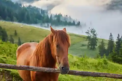 1 dia de aventura a cavalo nas montanhas Borjomi