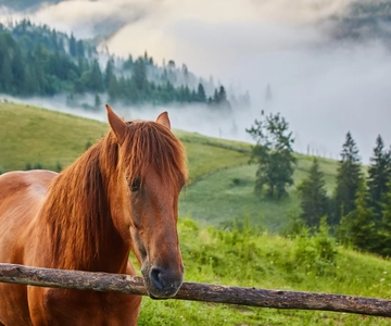 1 Day Horse Riding Adventure in Borjomi Mountains