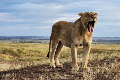 VISITE BUDGÉTAIRE DU PARC NATIONAL DE NAIROBI 6H