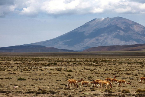 Puno - Chivay Route among Lagoons, Vicuñas, and Volcanoes Route between Lagoons, Vicuñas and Volcanoes Puno - Chivay