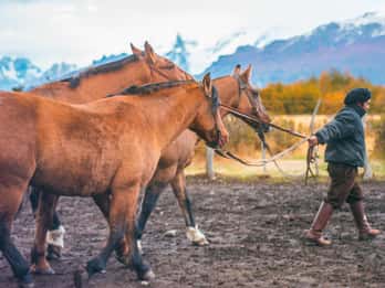 Estancia Nibepo Aike mit Ausritt