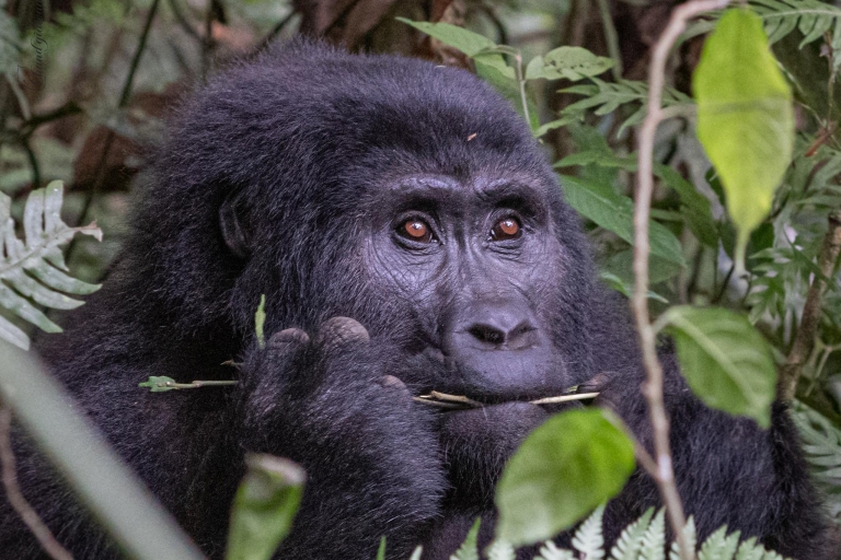 Uganda: 15-dniowe safari z gorylami, szympansami i dziką przyrodą
