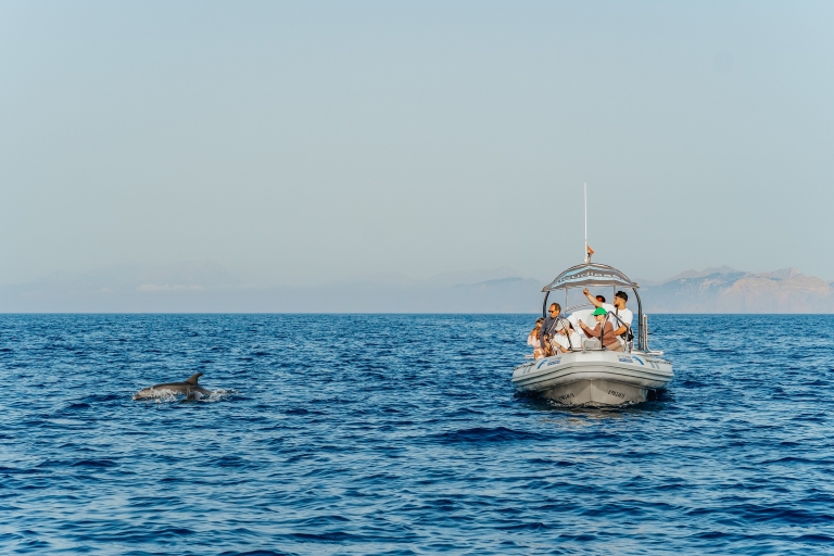 Alcudia/Can Picafort: Rejs z przewodnikiem z obserwacją delfinów o wschodzie słońcaWycieczka z odbiorem z hotelu i transportem powrotnym