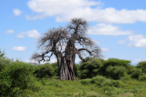 Arusha: Tarangire National Park Day Safari Joining Safari (1-2 People)