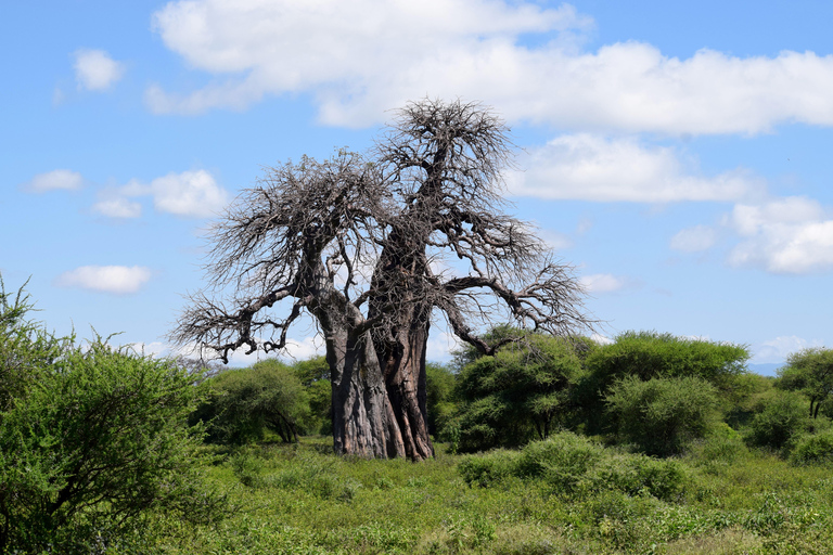 Arusha: Tarangire National Park Day Safari Joining Safari (1-2 People)