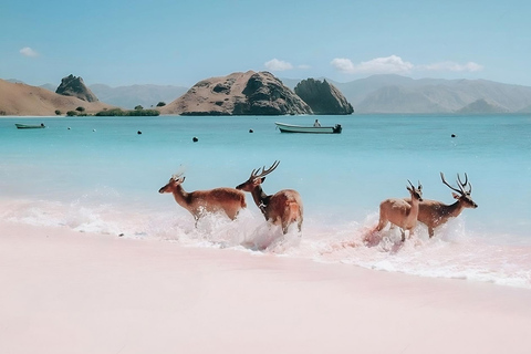 De Labuan Bajo: Excursão de um dia à Ilha de Komodo com mergulho com snorkel