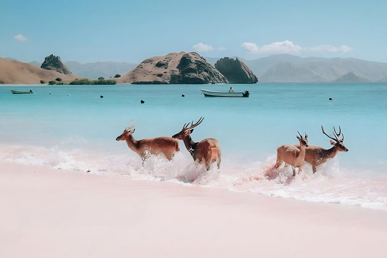 Labuan Bajo: Een dagexcursie naar Komodo eiland met 6 bestemmingen