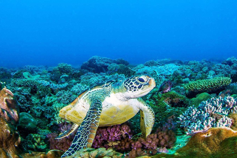 Wasini Island Snorkeling and Dolphin Tour with Lunch