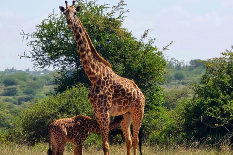 Nairobi National Park Evening and Sundowner Game Drive
