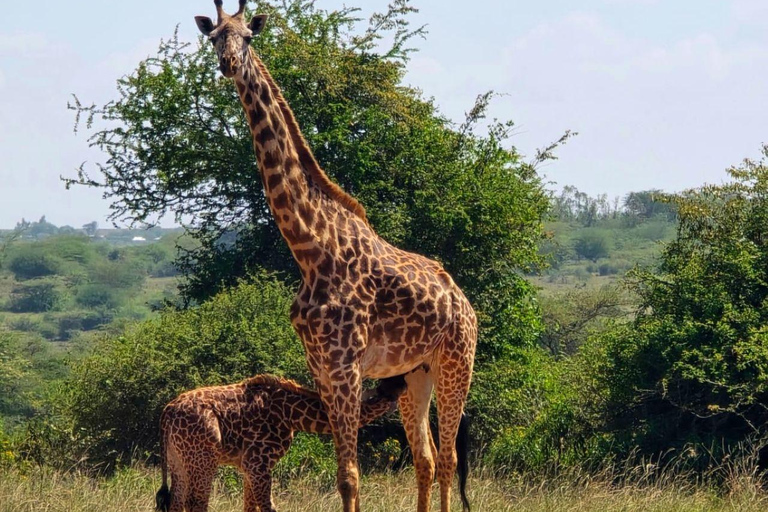 Nairobi National Park Evening and Sundowner Game Drive