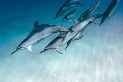 Hurghada: All-Inclusive Elite VIP Dolphin House & Massage Including Transfer from Hurghada