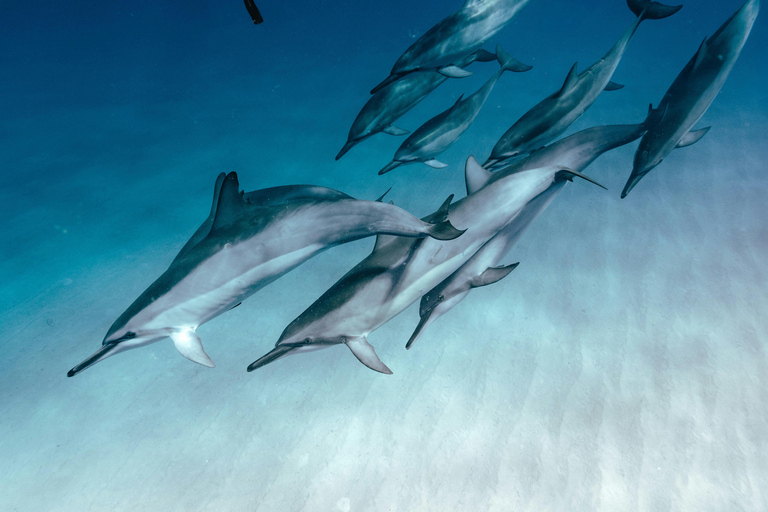 Hurghada: All-Inclusive Elite VIP Dolphin House & Massage Including Transfer from Hurghada