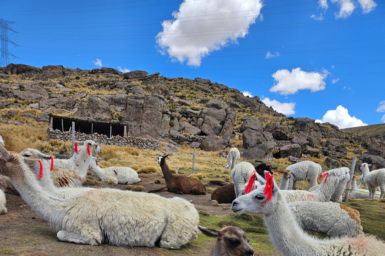 From Puno: Colca Canyon Expedition, Ending in Arequipa