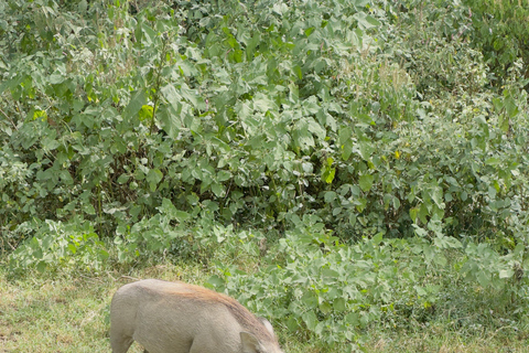 Lake Camping, Hell’s Gate, Quad bike & Crater Lake Naivasha