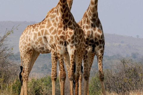 From Zanzibar: Mikumi Safari Day Trip with Flights and Lunch