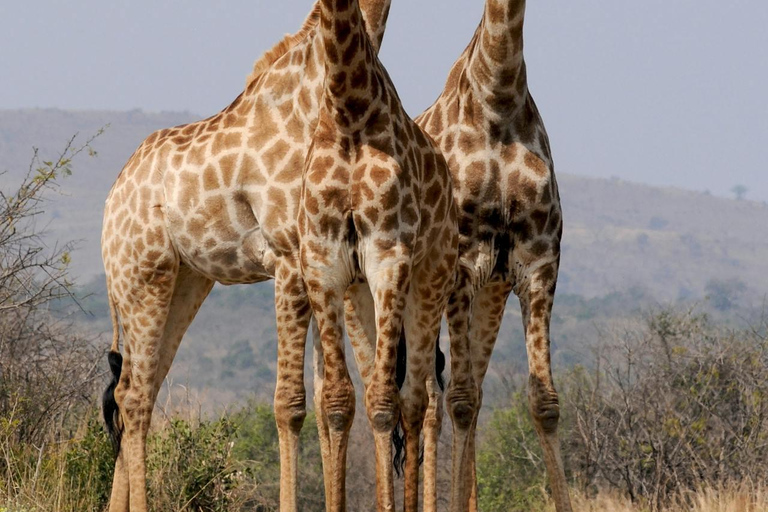 From Zanzibar: Mikumi Safari Day Trip with Flights and Lunch