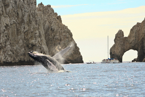 洛斯卡沃斯：观鲸（含交通和图片）