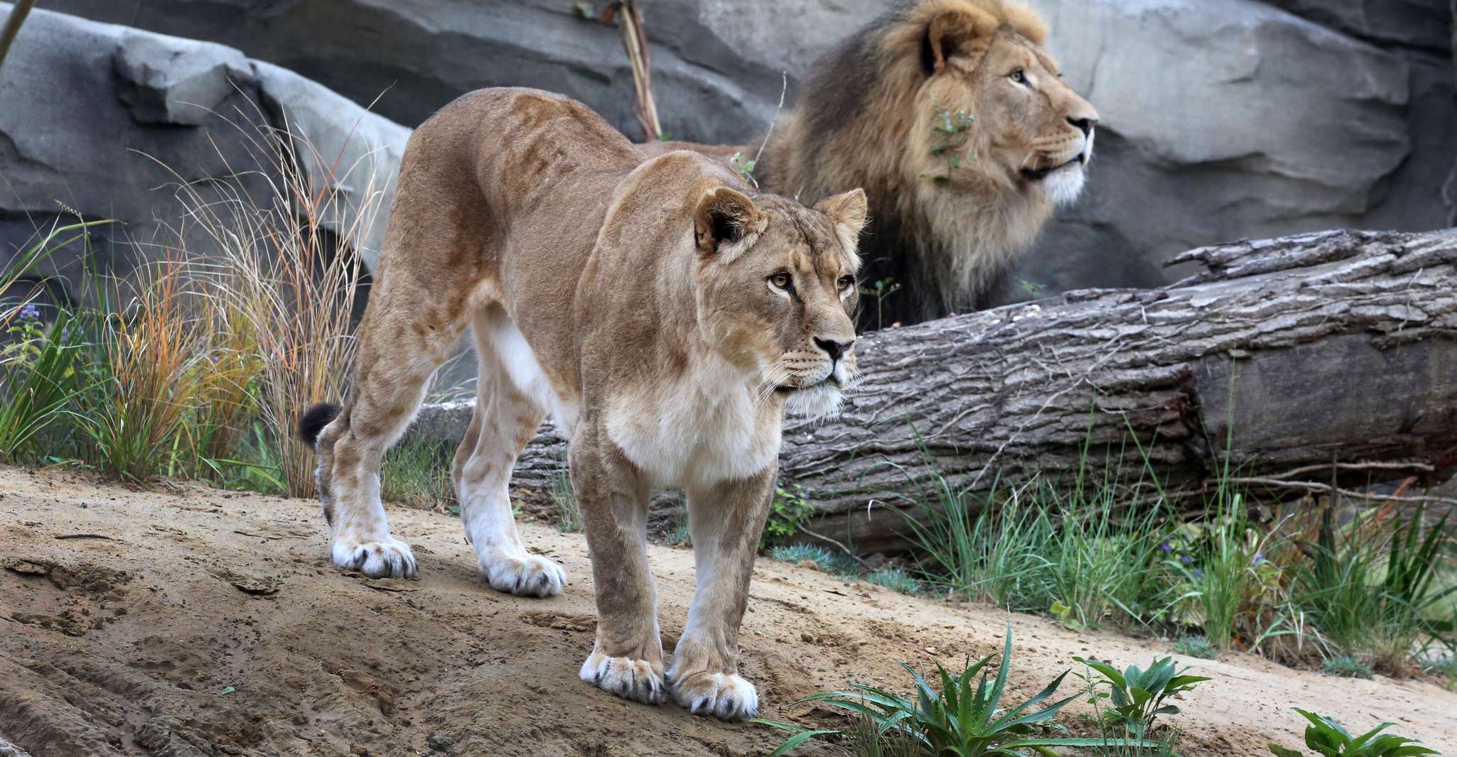 Eintrittskarte für den Königlichen Zoo von Amsterdam, ARTIS Amsterdam - Hizvo