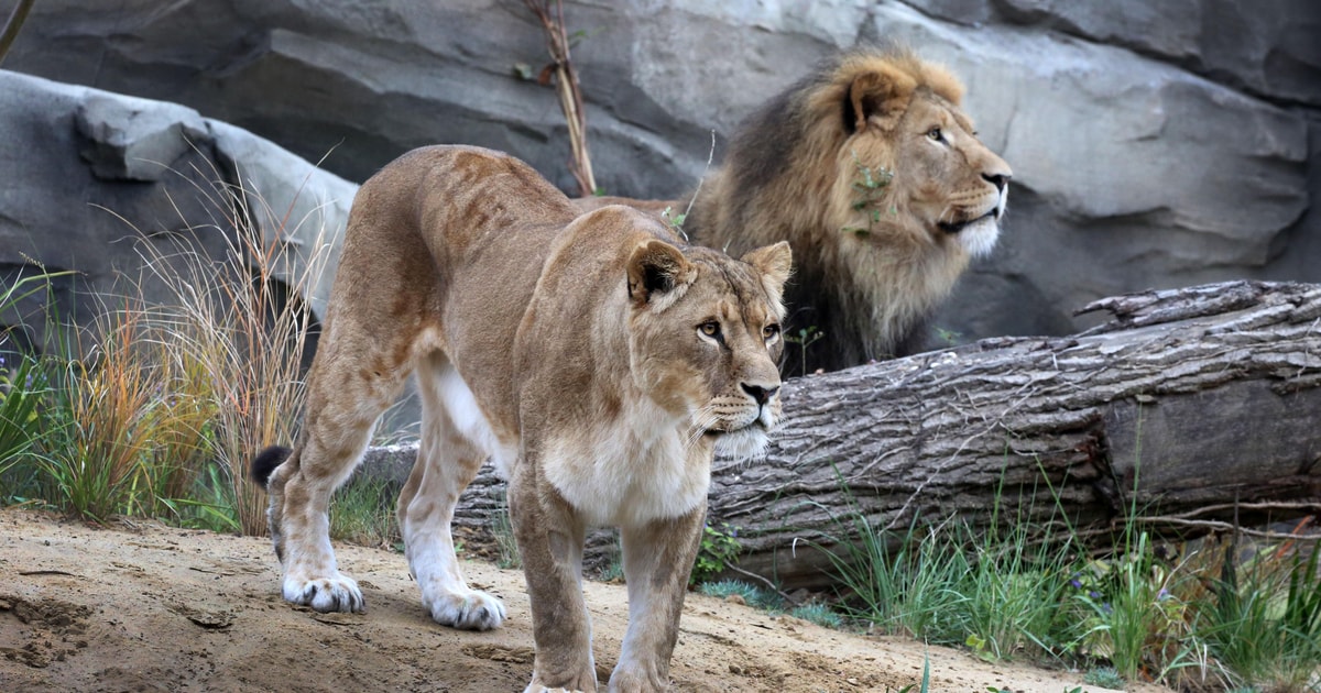 Royal zoo. Королевский зоопарк Артис в Амстердаме. Artis зоопарк. Фото Нидерланды Королевский зоопарк.