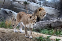 Amsterdam, ARTIS Amsterdam Entrada Royal Zoo - Hizvo