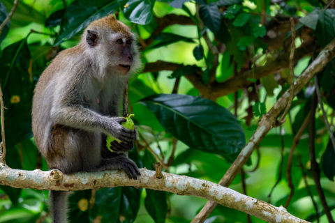 Krabi: Kajak-Abenteuer durch den Ao Thalane Mangrovenwald