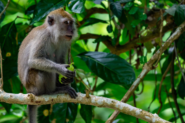 Krabi: Aventura de caiaque pela floresta de mangue de Ao Thalane