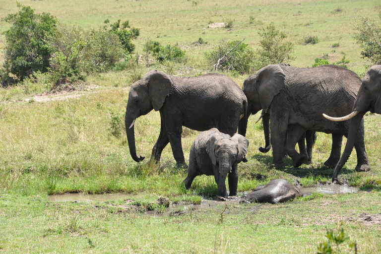 Lake Nakuru National park day trip