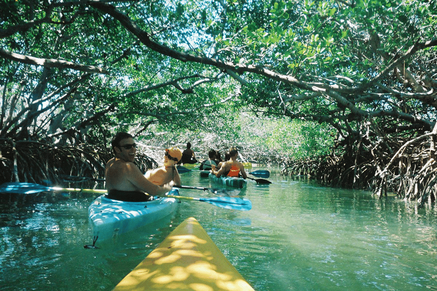 Sarasota: Tour durch den Mangrovenwald und zum Midnight Pass Beach – Siesta Key. Foto: GetYourGuide
