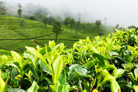 Sri Lanka: 6 Days and 5 Nights Highlight Tour With Guide 6 Days Tour with Car