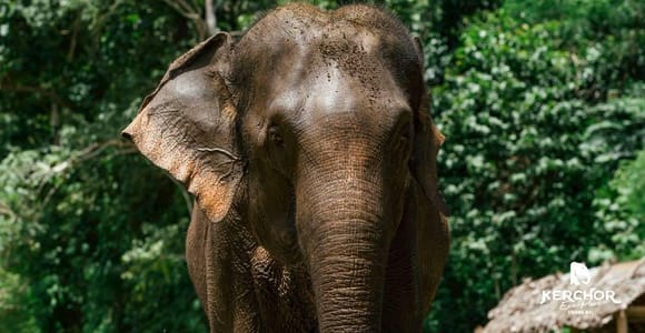 Phuket: Elephant Experience with Lunch or Dinner and Pickup