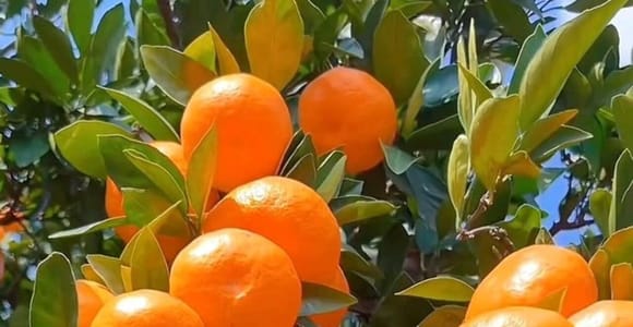 Zanzibar: Spice Farm Tour