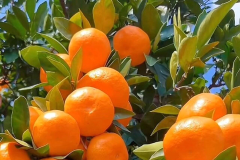 Zanzibar : forêt de Jozani, ferme d'épices et nage avec les tortuesZanzibar : Forêt de Jozani, ferme d'épices et nage avec les tortues