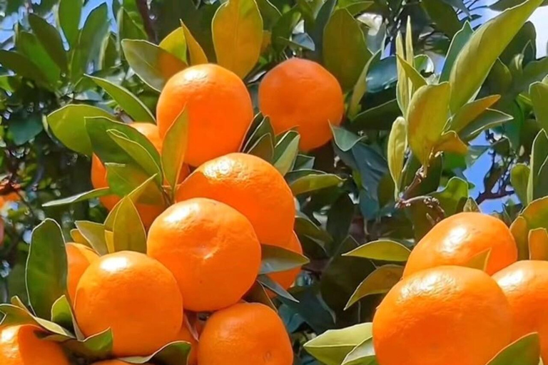 Zanzibar : forêt de Jozani, ferme d'épices et nage avec les tortuesZanzibar : Forêt de Jozani, ferme d'épices et nage avec les tortues