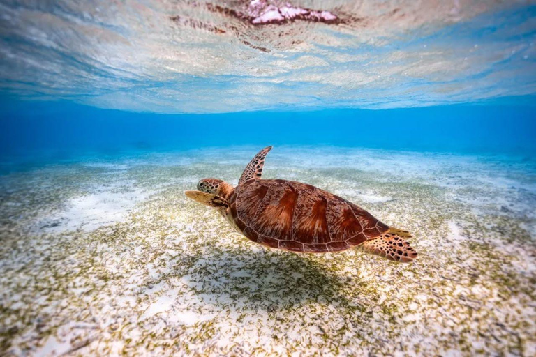 Jozani, Salaam, Seestern, Schnorcheln, The Rock, Kuza, PajeJozani, Salaam, Seesterne, Schnorcheln, The Rock, Kuza, Paje