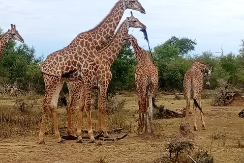 Eswatini: Rhino Walk in Hlane Royal National Park