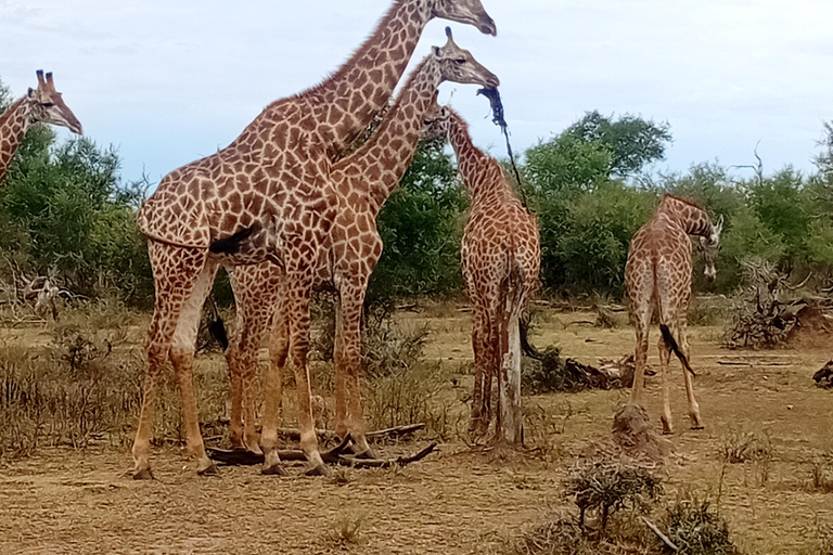 Eswatini: Rhino Walk in Hlane Royal National Park