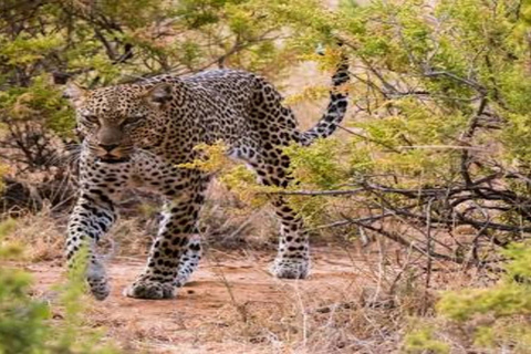 Kenya: 10-Day Private Safari with Accommodation