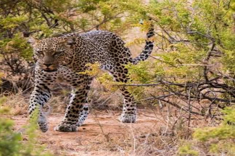 Kenya: 10-Day Private Safari with Accommodation