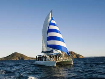 Nelson Bay: Dolphin Watch Cruise and Sail